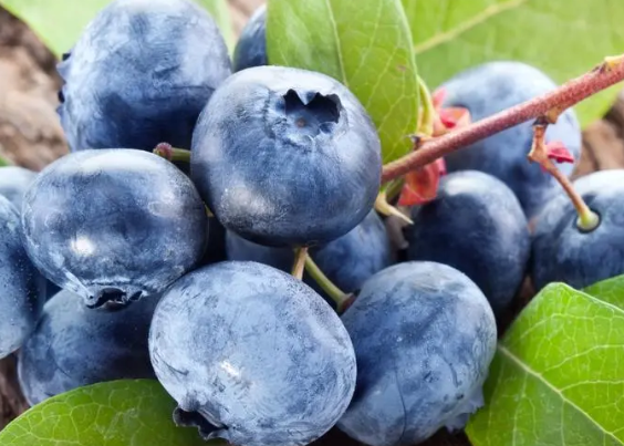 蓝莓树怎么施肥