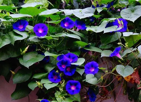 喇叭花怎么种植啊