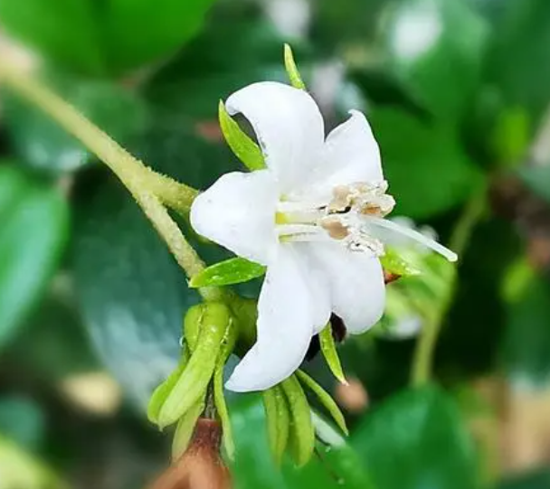 福建茶什么时候开花