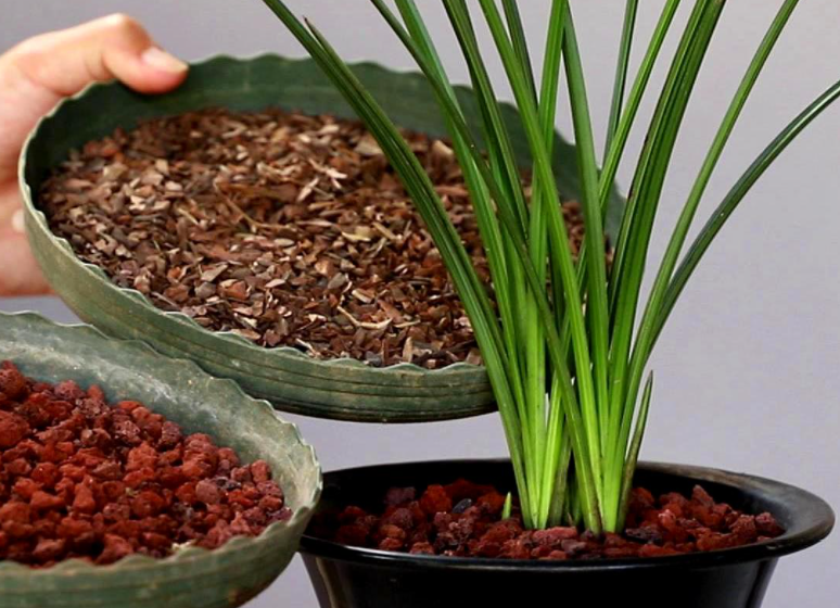 养兰花用什么土最好