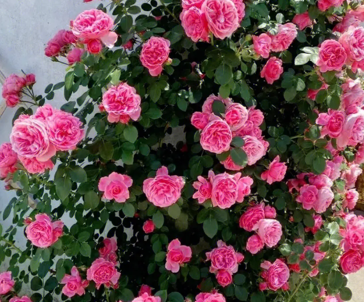 十大爬藤花卉排名