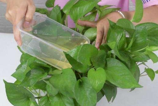 维生素b12浇花多久浇一次