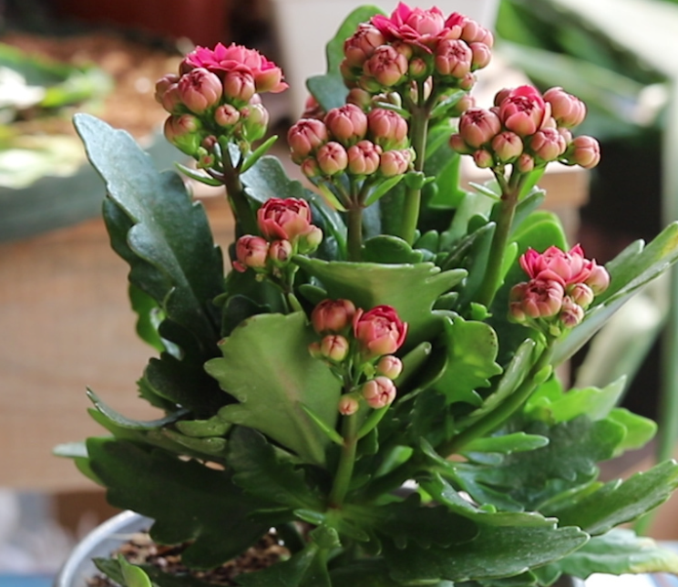 长寿花现蕾期可换土吗