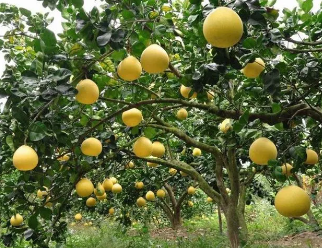 沙田柚树的种植技术