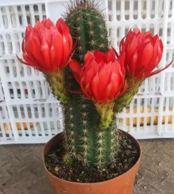 毛花柱仙人球的养殖方法