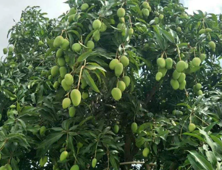 芒果树种植时间
