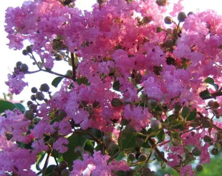 紫薇树为什么叫痒痒树