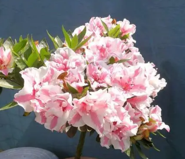 冬天开花的杜鹃花怎么养