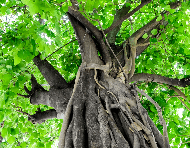 菩提树生长环境如何