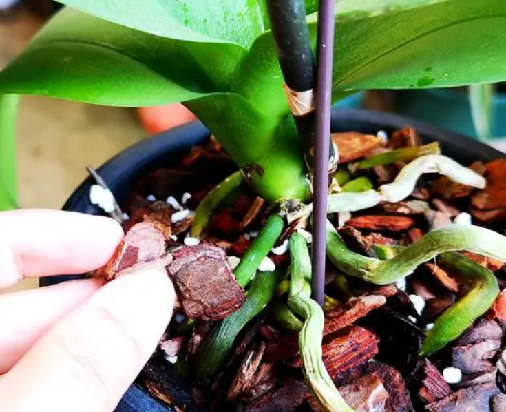 怎样用树皮栽种蝴蝶兰