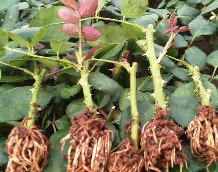 玫瑰花苗的种植方法是什么呢