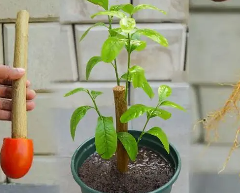 扦插柠檬树几年能结果