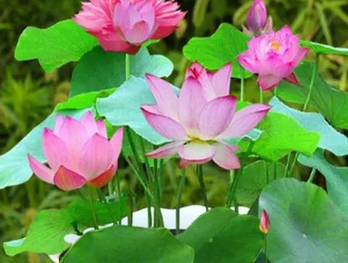 碗莲花盆的选择方法是什么呢