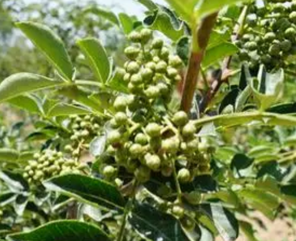 花椒扦插时间和方法是什么呢