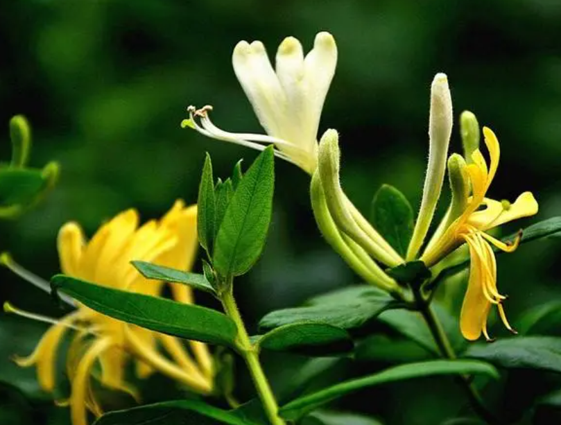 金银花如何扦插