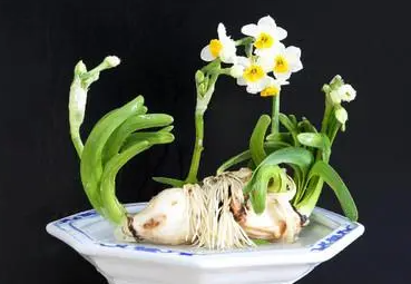 水仙花水培养殖方法是什么呢
