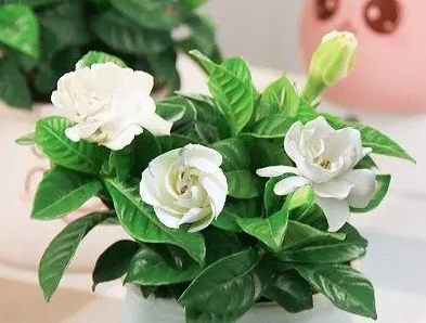 栀子花的花骨朵能喷水吗