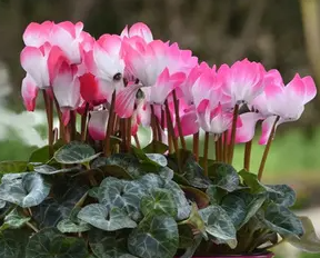 仙客来花种子如何种植呢