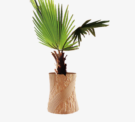 棕榈树盆栽最好用什么花盆呢