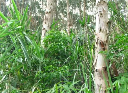 直径2米的桉树多少年了