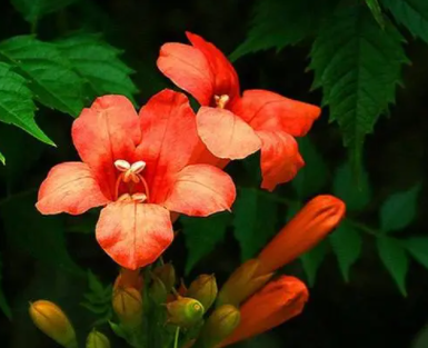 凌霄花的花苞在哪个枝上