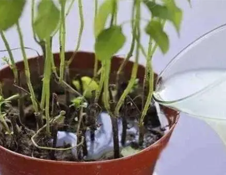 阿司匹林浇花怎么溶解