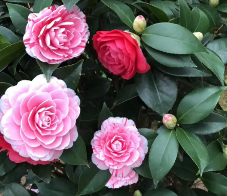 五色赤丹茶花一年开几次花