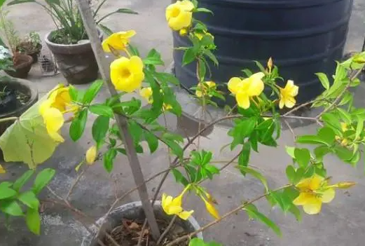 黄金蝉花卉怎么养殖