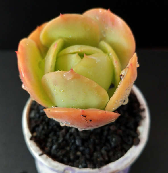 碧桃多肉能用大花盆养吗