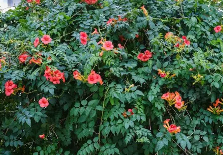 凌霄花能四季开花吗