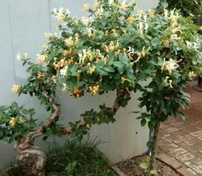 金银花适合种在庭院哪里