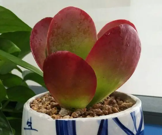 唐印用多大的花盆