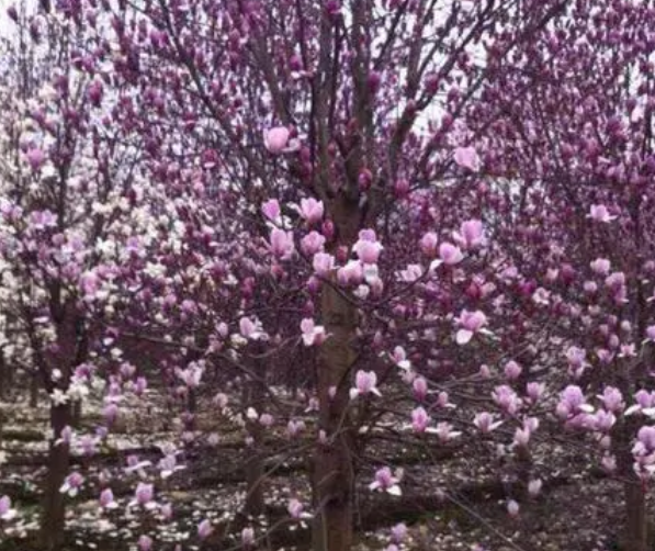 紫玉兰树移栽怎么提高成活率