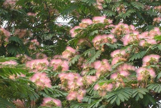 合欢树为什么叫鬼树