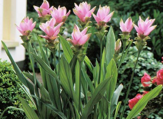 姜荷花怎么养护种植