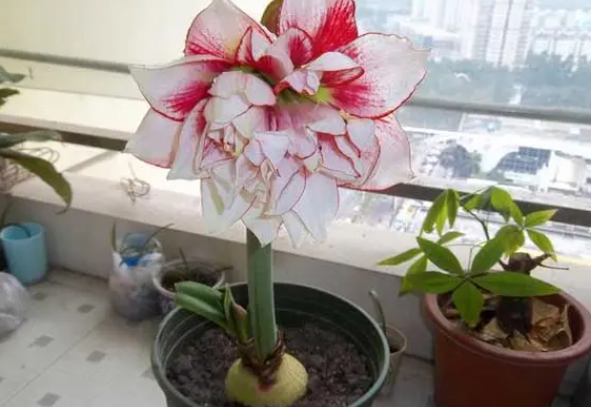 怎样让朱顶红先开花后长叶