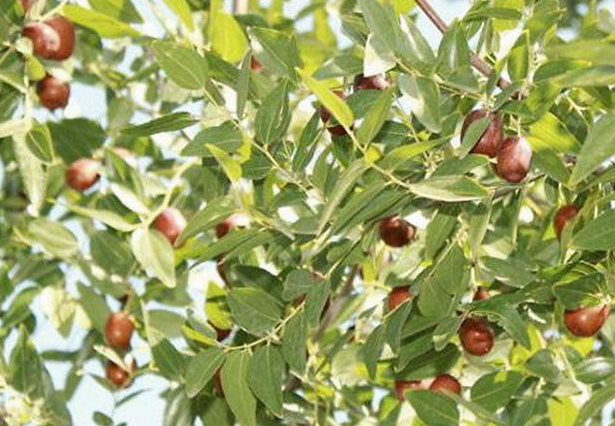 枣树最怕什么死的快