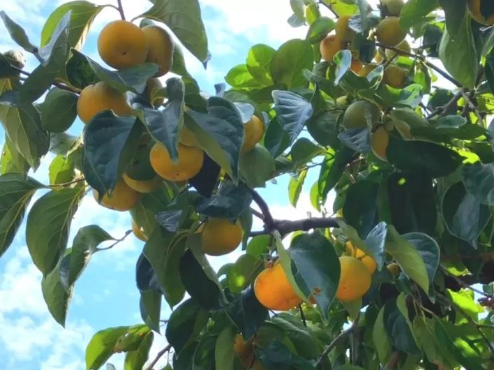 柿子树的生长环境