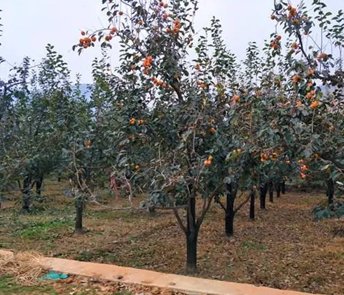 柿子树什么季节移栽