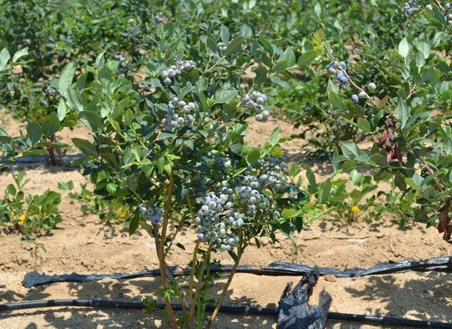 蓝莓树苗能活几年