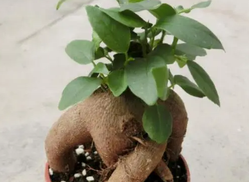 人参榕树枝条徒长怎么办