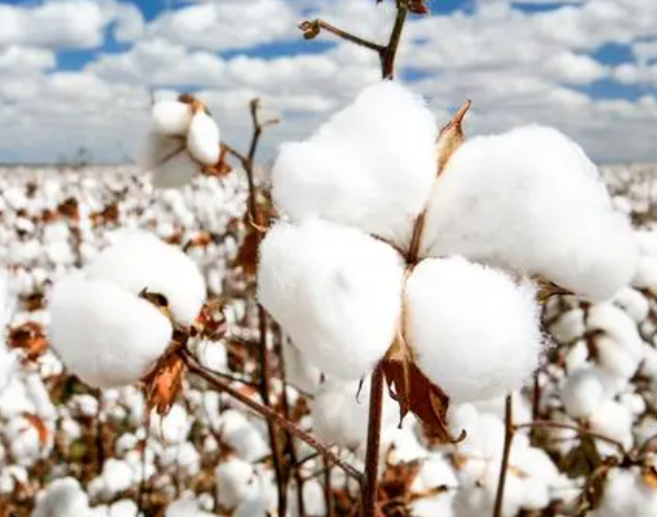 棉花肥料配比怎么用