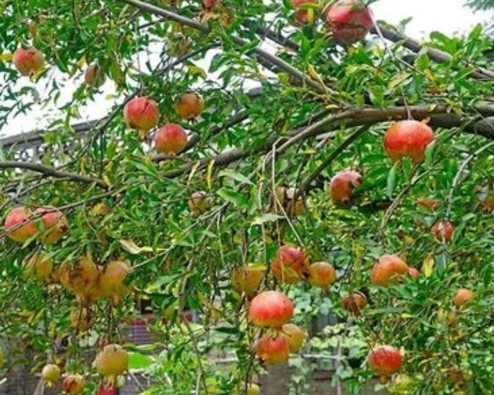 石榴树主干留多高好