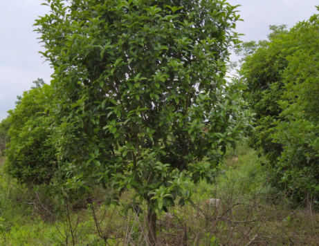 四川庭院里可以栽桂花树吗