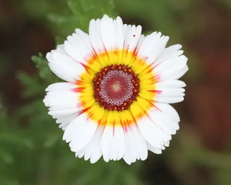 花环菊的花期多长