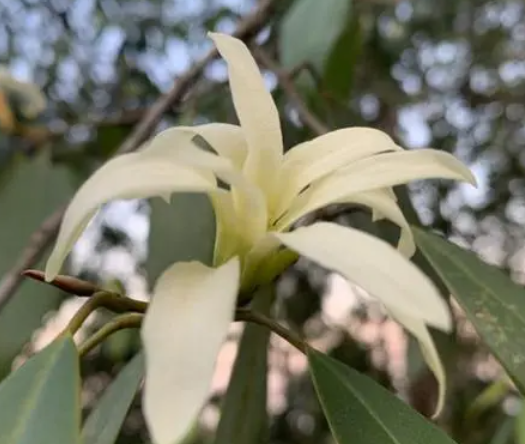 缅桂花栽在什么地方好