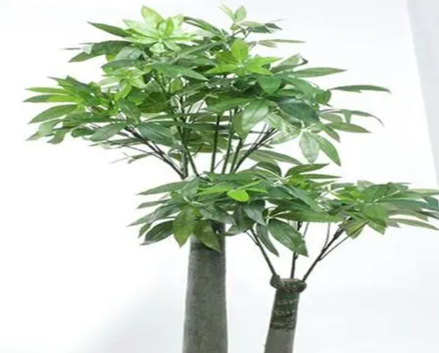 摇钱树怎么养才能茂盛