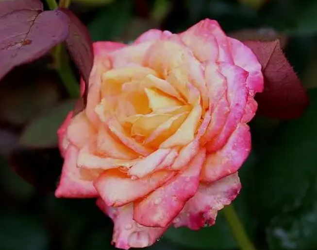 月季花种子种植方法是什么呢