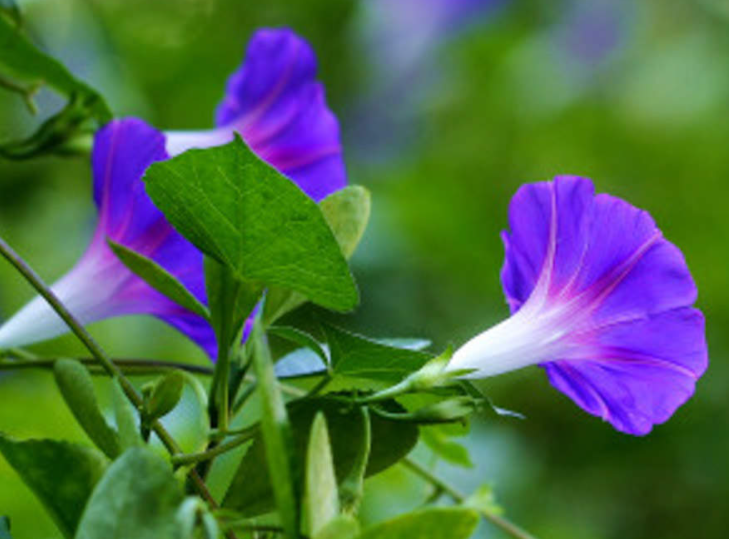牵牛花的风水禁忌是什么呢