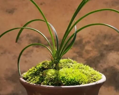 苔藓养兰花的缺点是什么呢